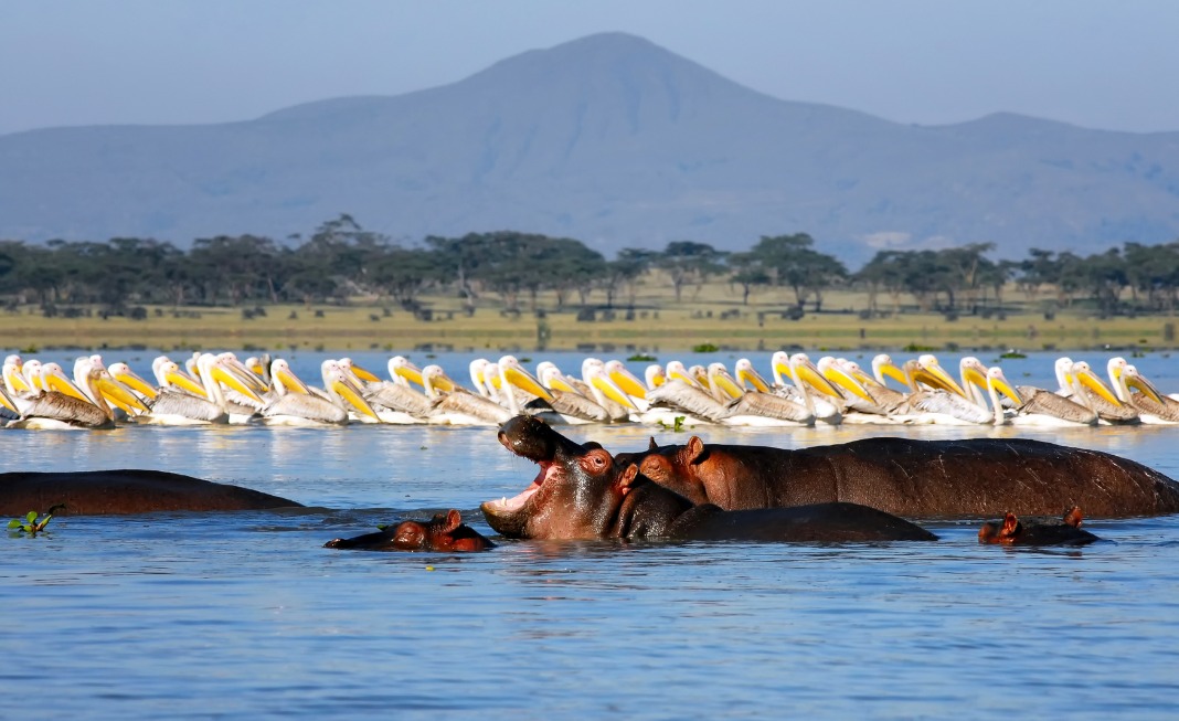 Lankytinos vietos Kenijoje - Navaišos ežeras